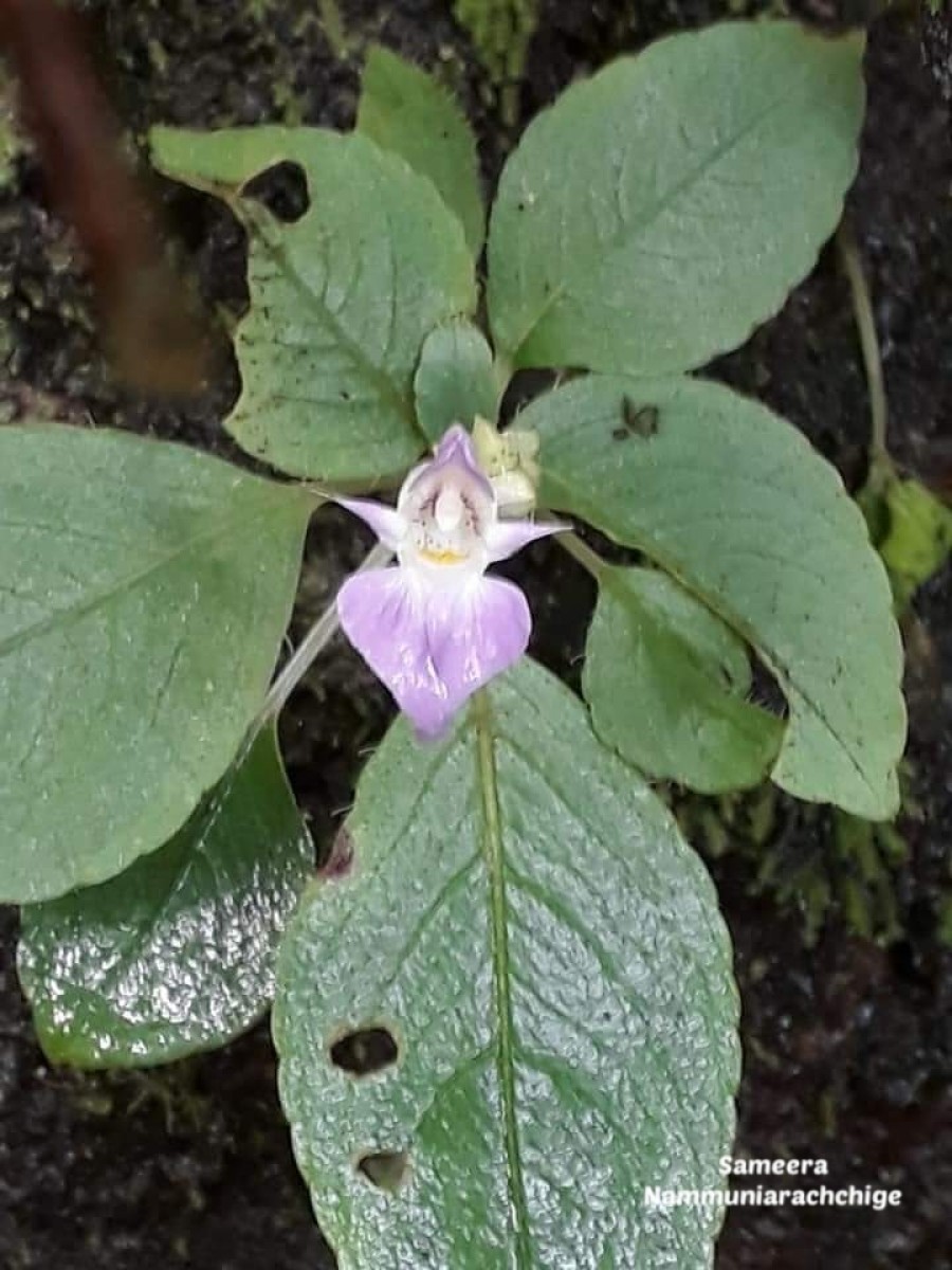 Impatiens thwaitesii Hook.f. ex Grey-Wilson